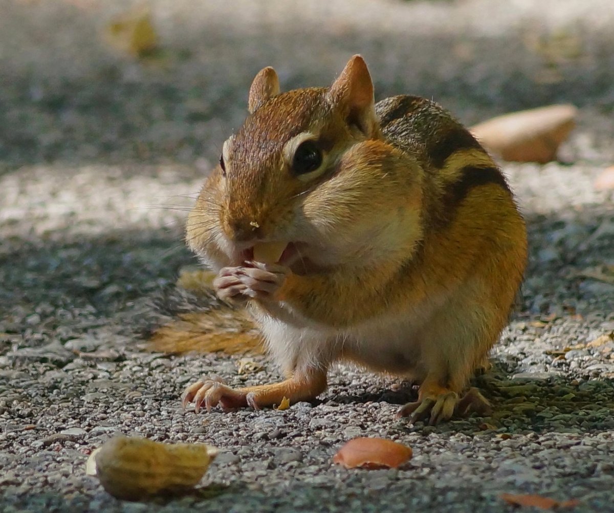 Толстый бурундук