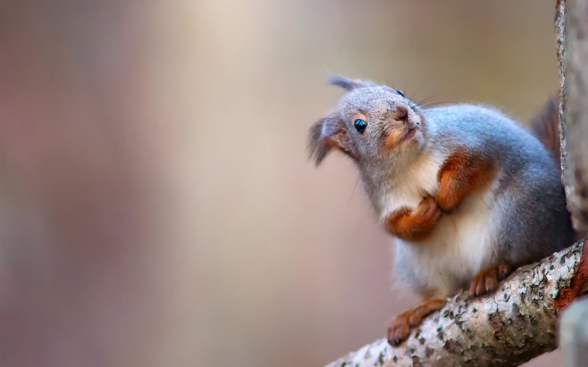 Голубая белка