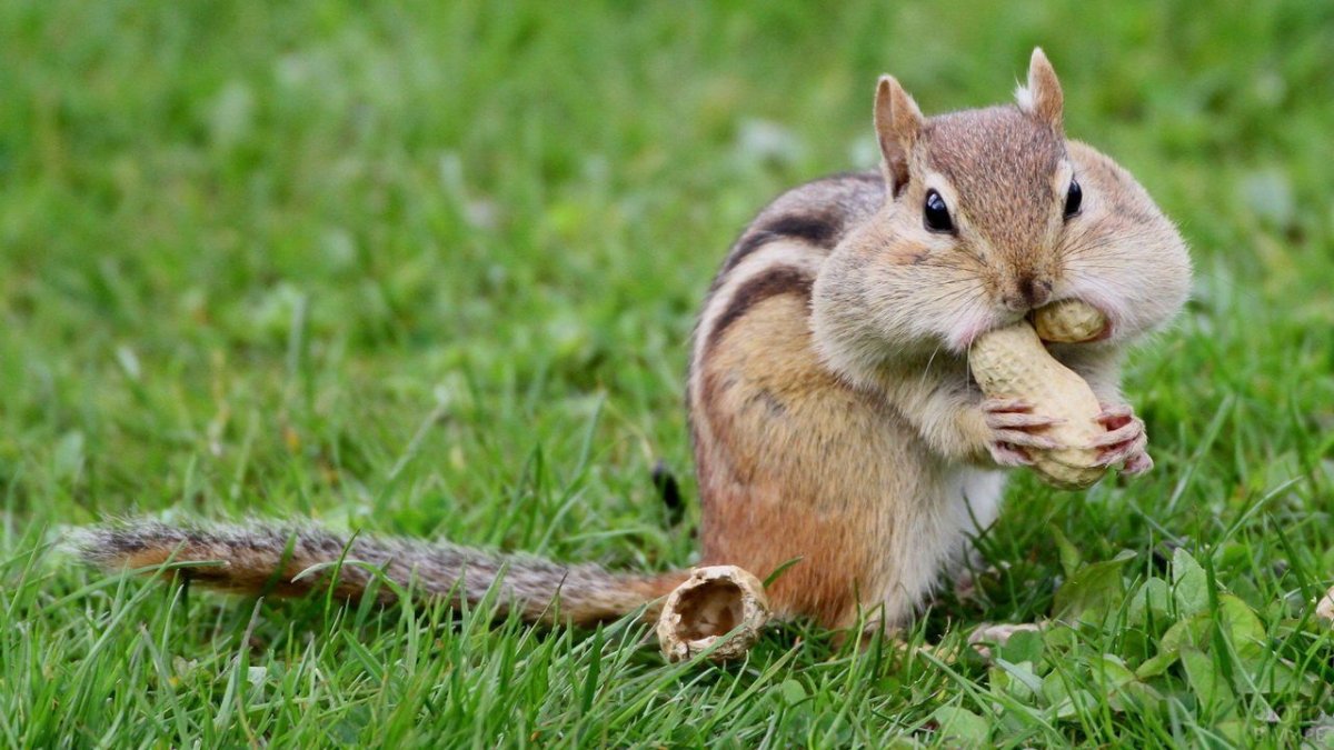 Рыжехвостый бурундук