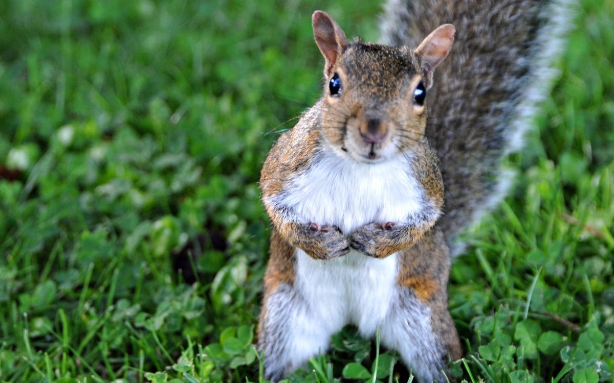 Белка с бельчонком в зубах