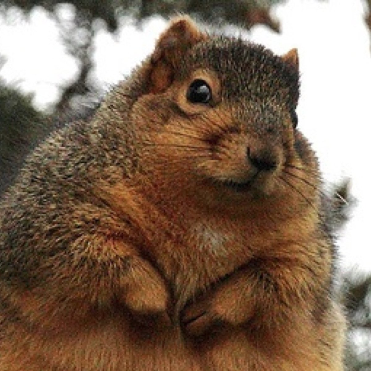 Толстый бурундук