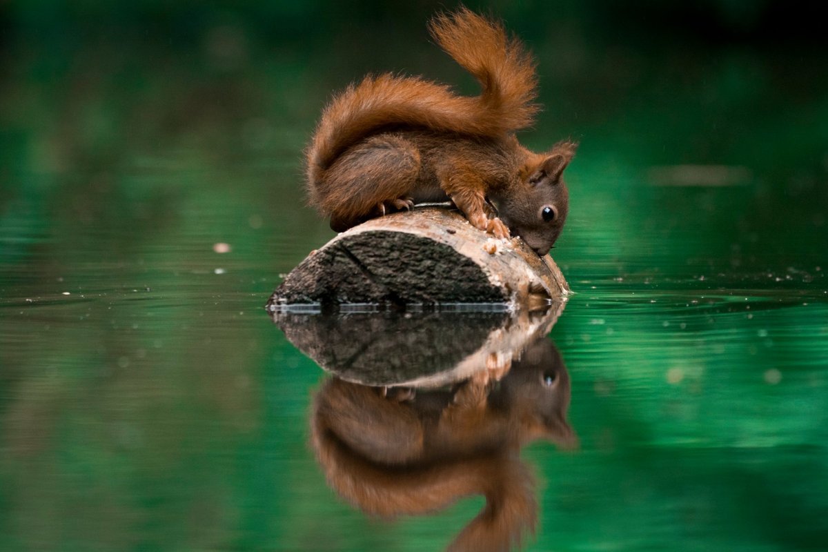 Белка с телефоном