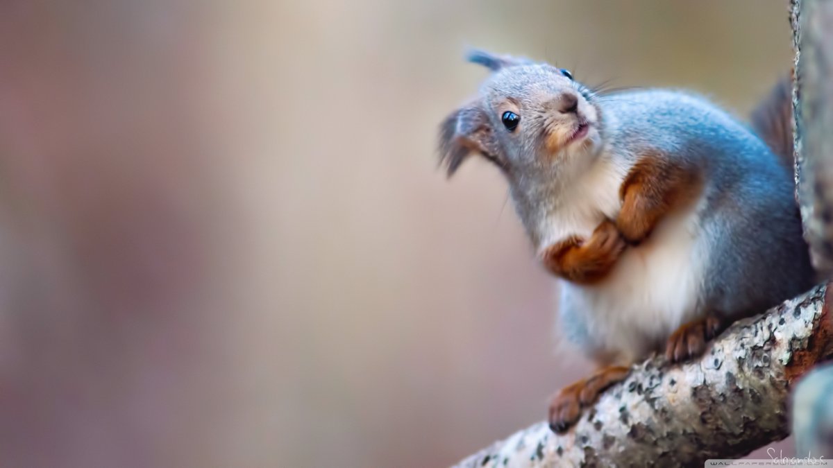 Callosciurus erythraeus