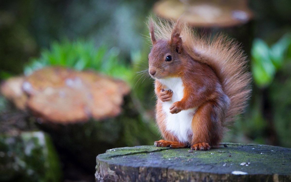 Белка на пеньке