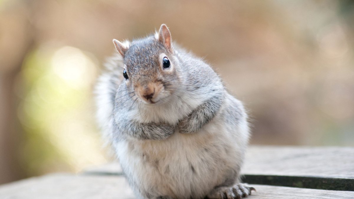 Пушистая белка