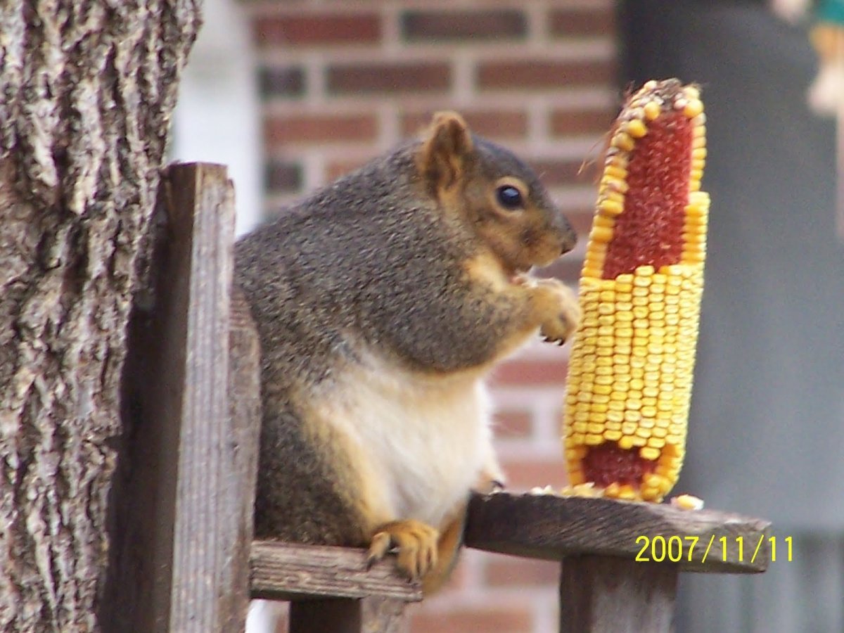 Беременная белка картинки
