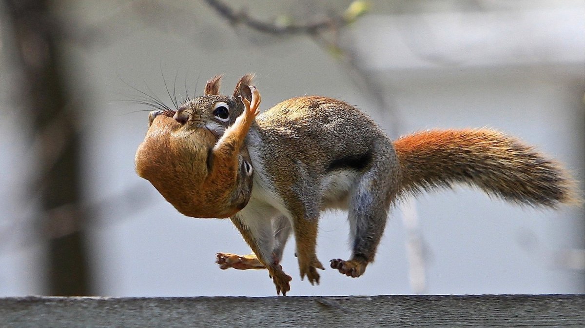 Смешные белки