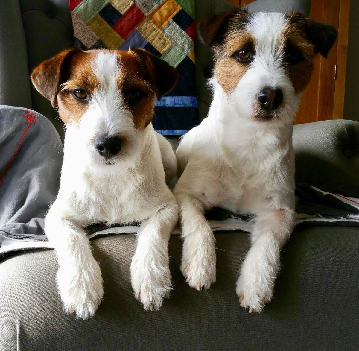 Джек Рассел и Парсон Рассел