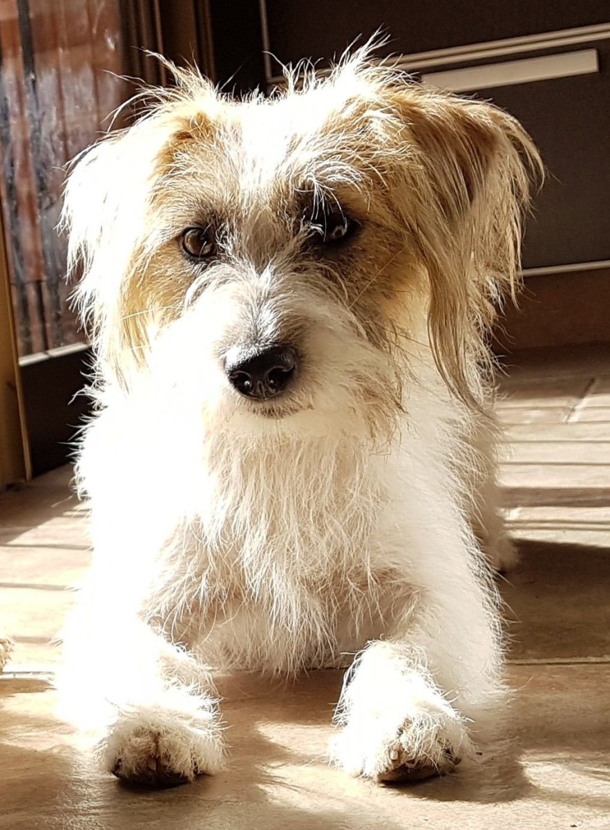 Йоркширский Рассел терьер