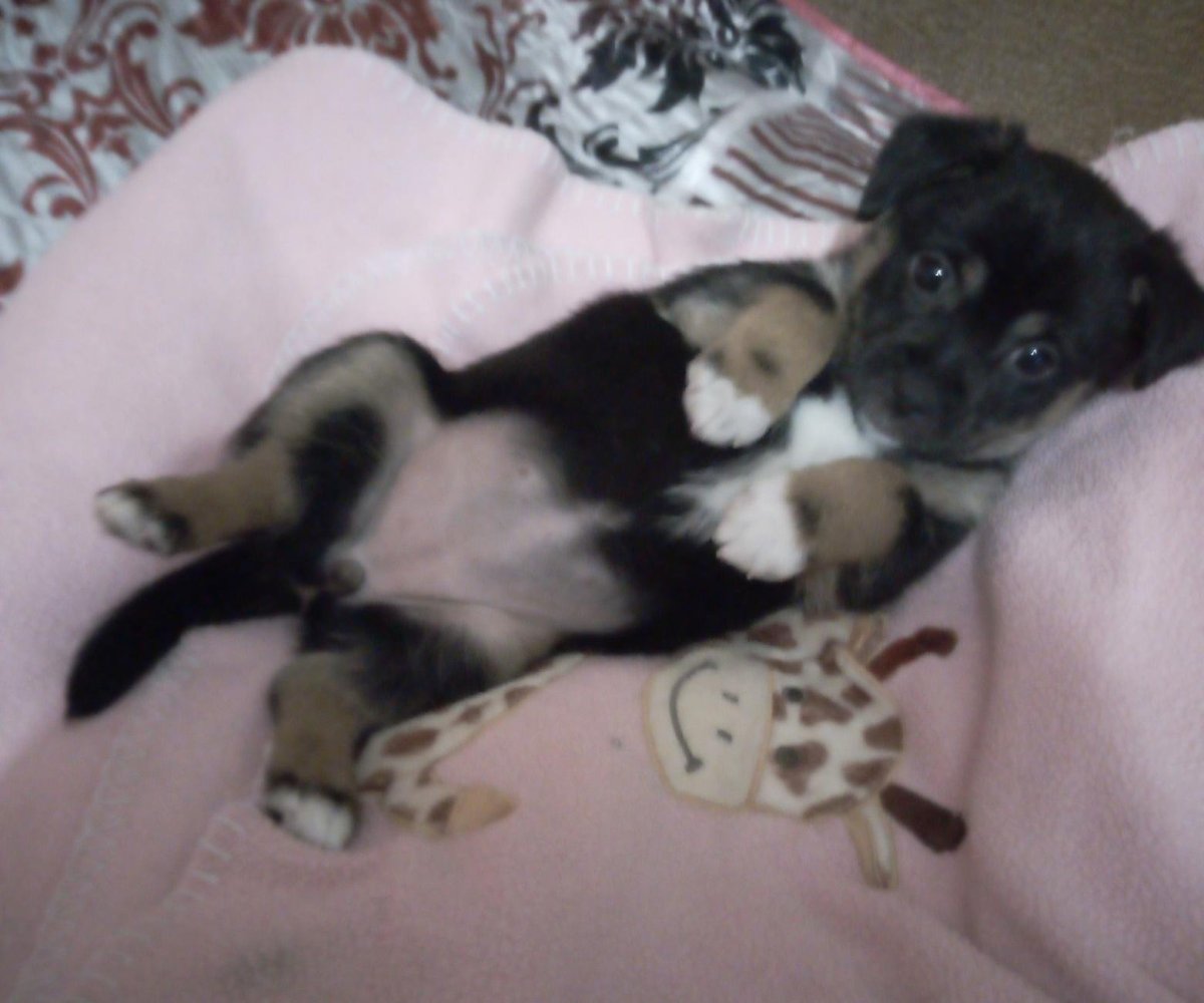 Мама Джек Рассел папа той терьер