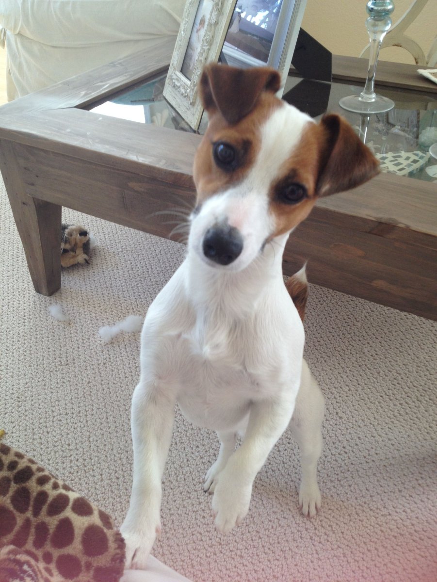 Парсон Рассел терьер метис