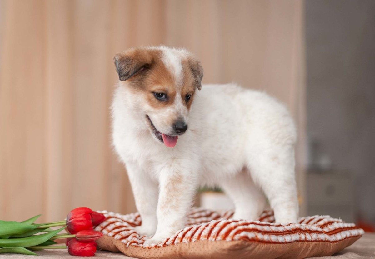 Джек Рассел