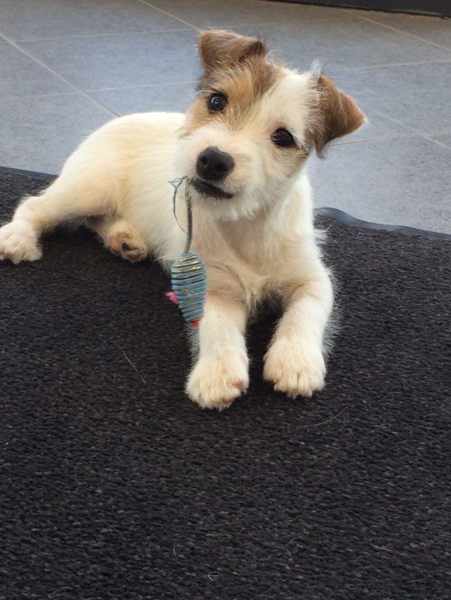 Джек Рассел спаниель