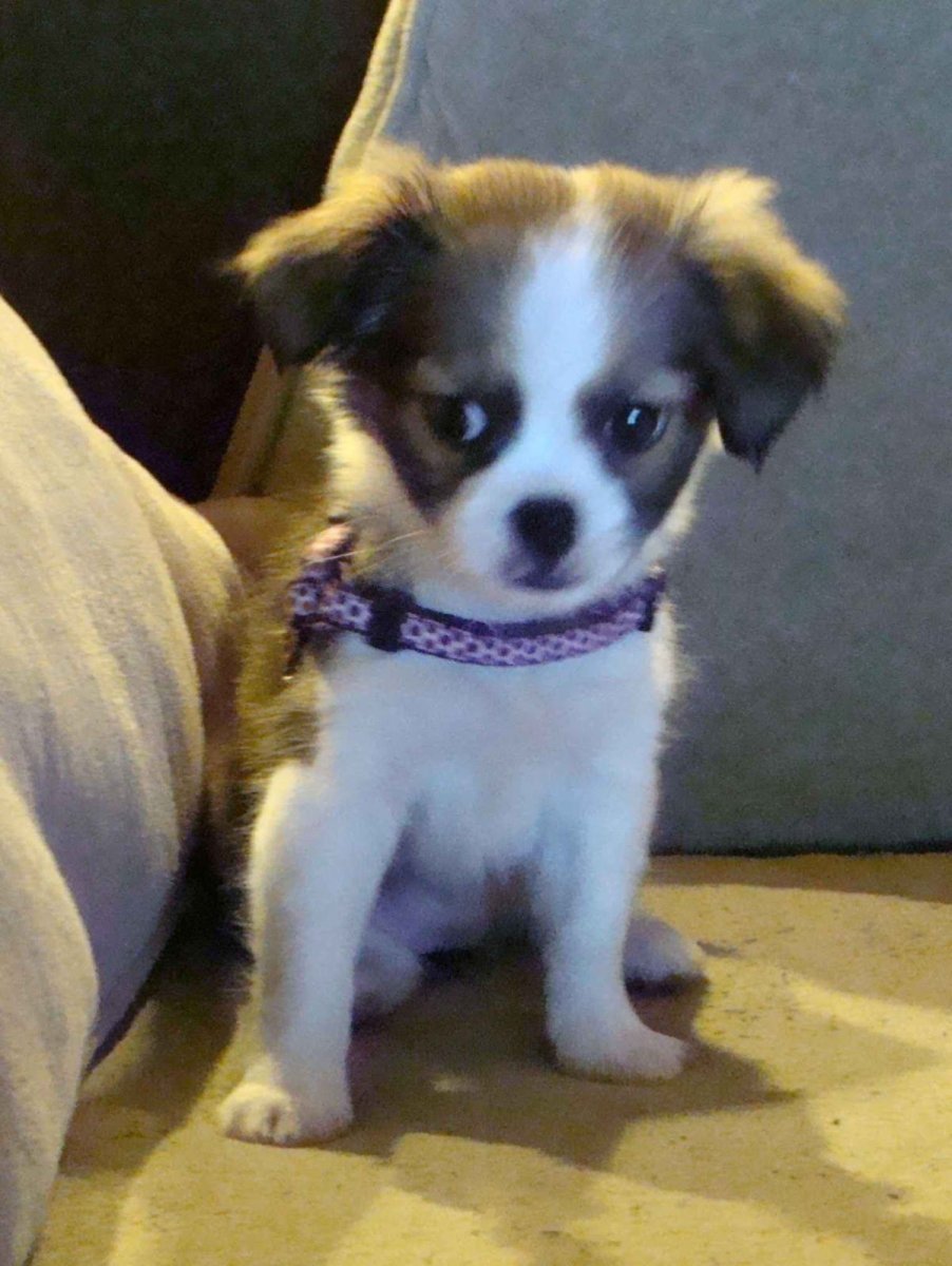 Смесь чихуахуа и пекинеса