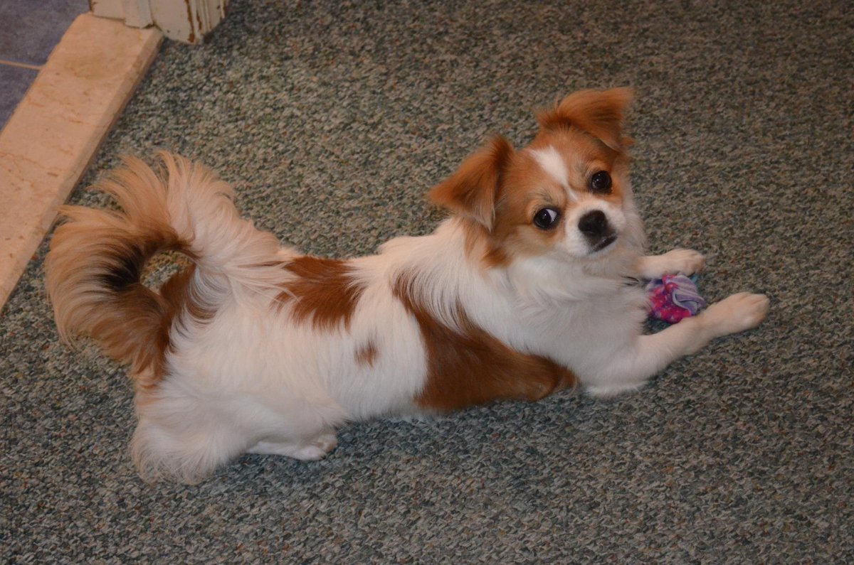 Метис Кинг Чарльз спаниеля и шпица