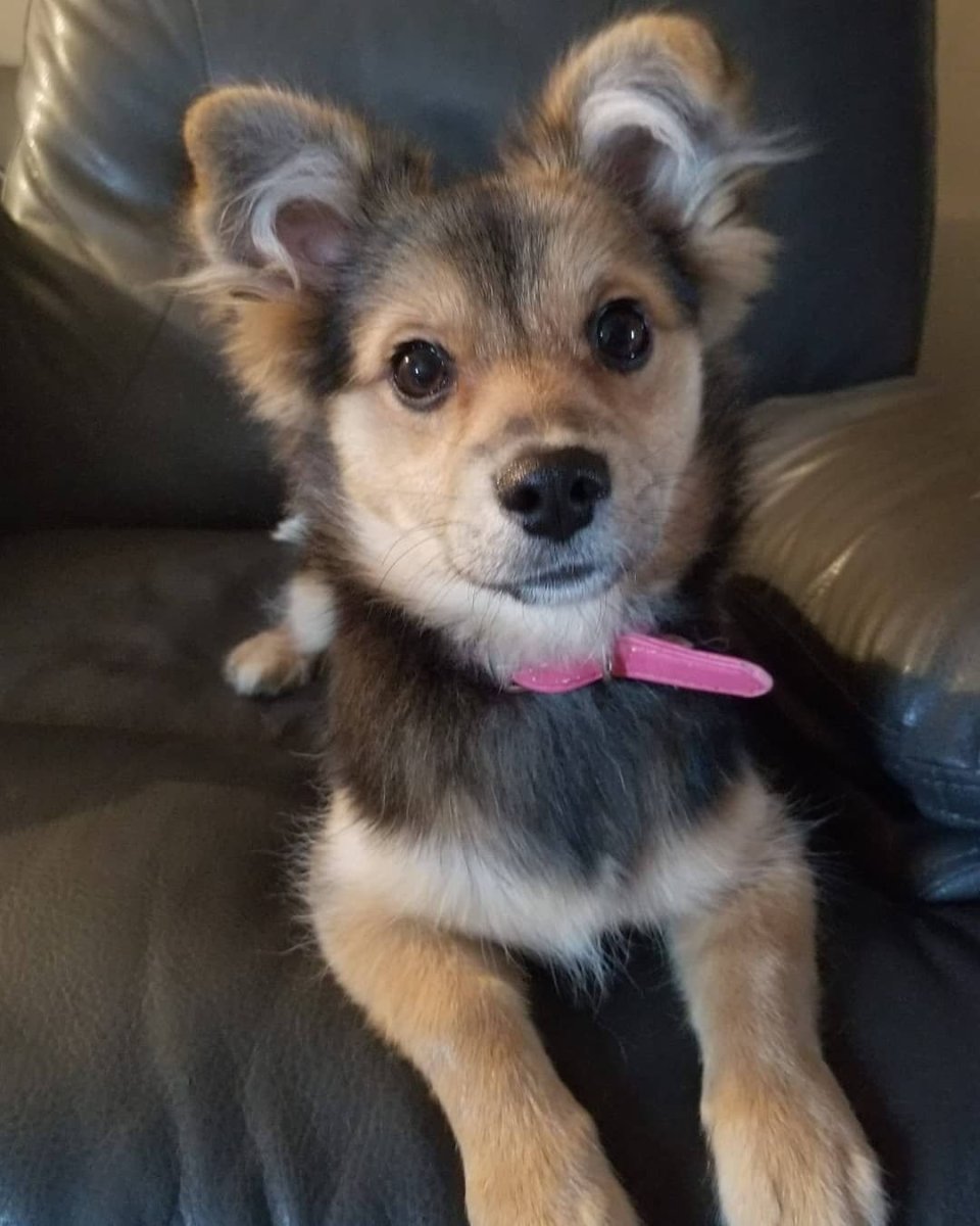 Метис корги и шпица