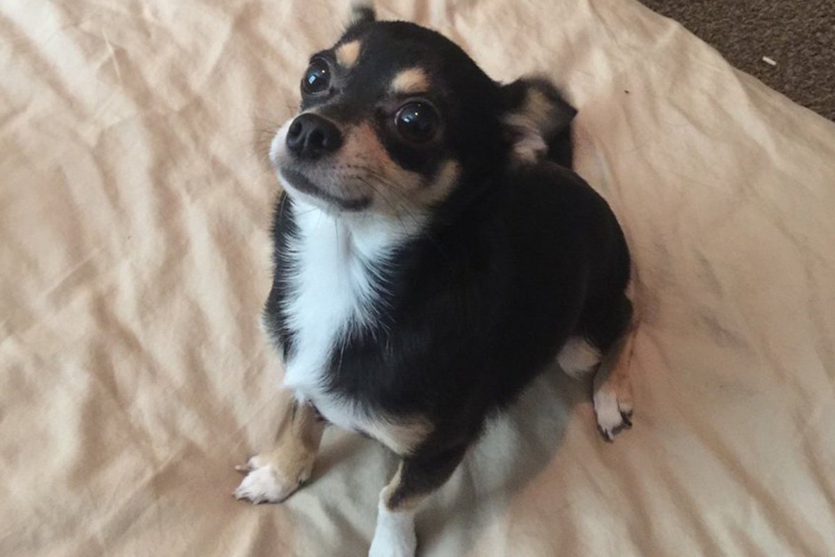 Метис чихуахуа Джек