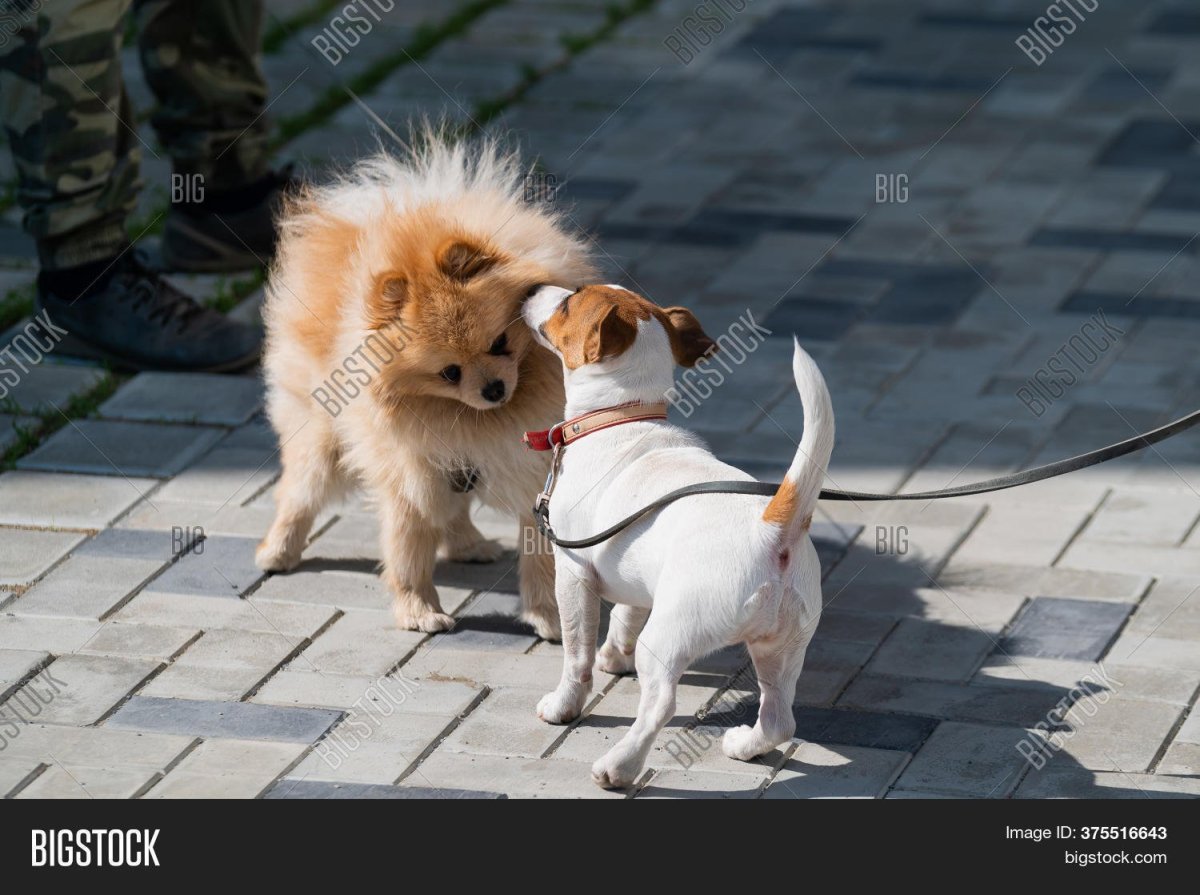 Немецкий шпиц и Джек Рассел