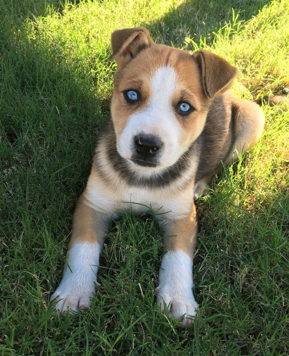 Помесь Джек Рассела