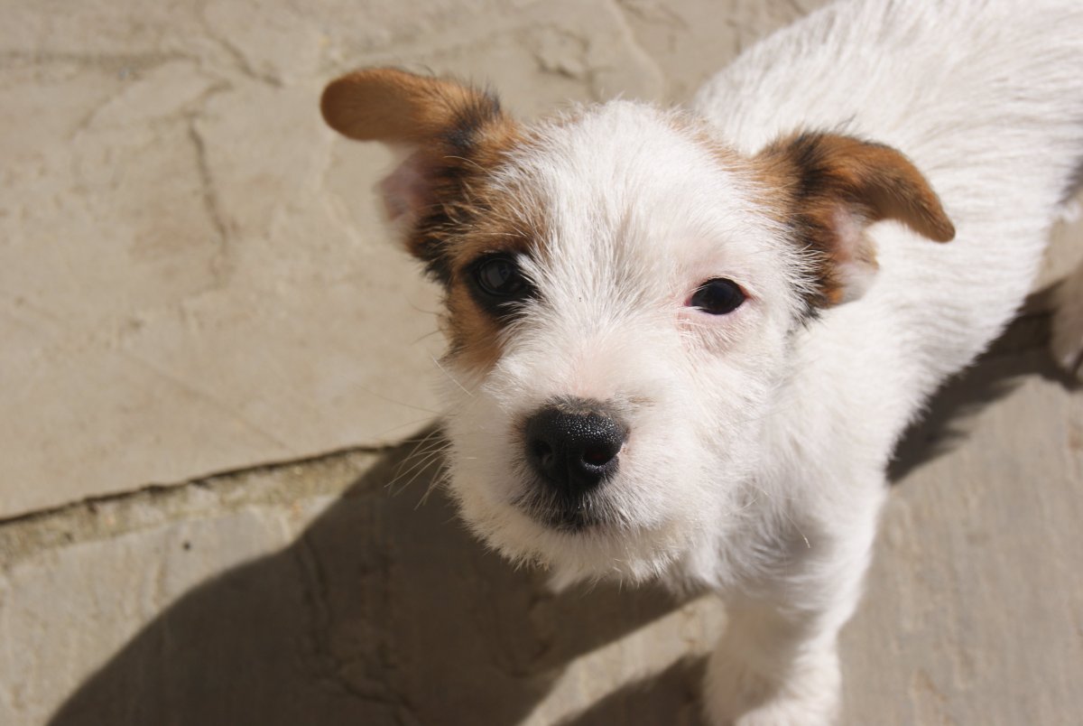 Джек-Рассел-терьер жесткошерстный