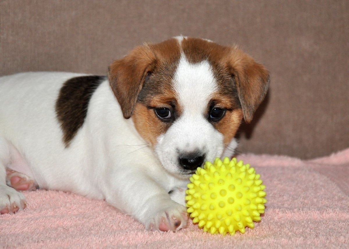 Джек Рассел биколор