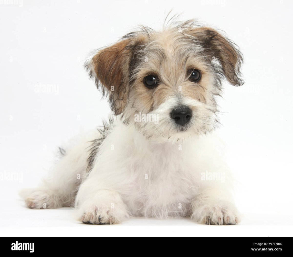 Джек Рассел плюс болонка