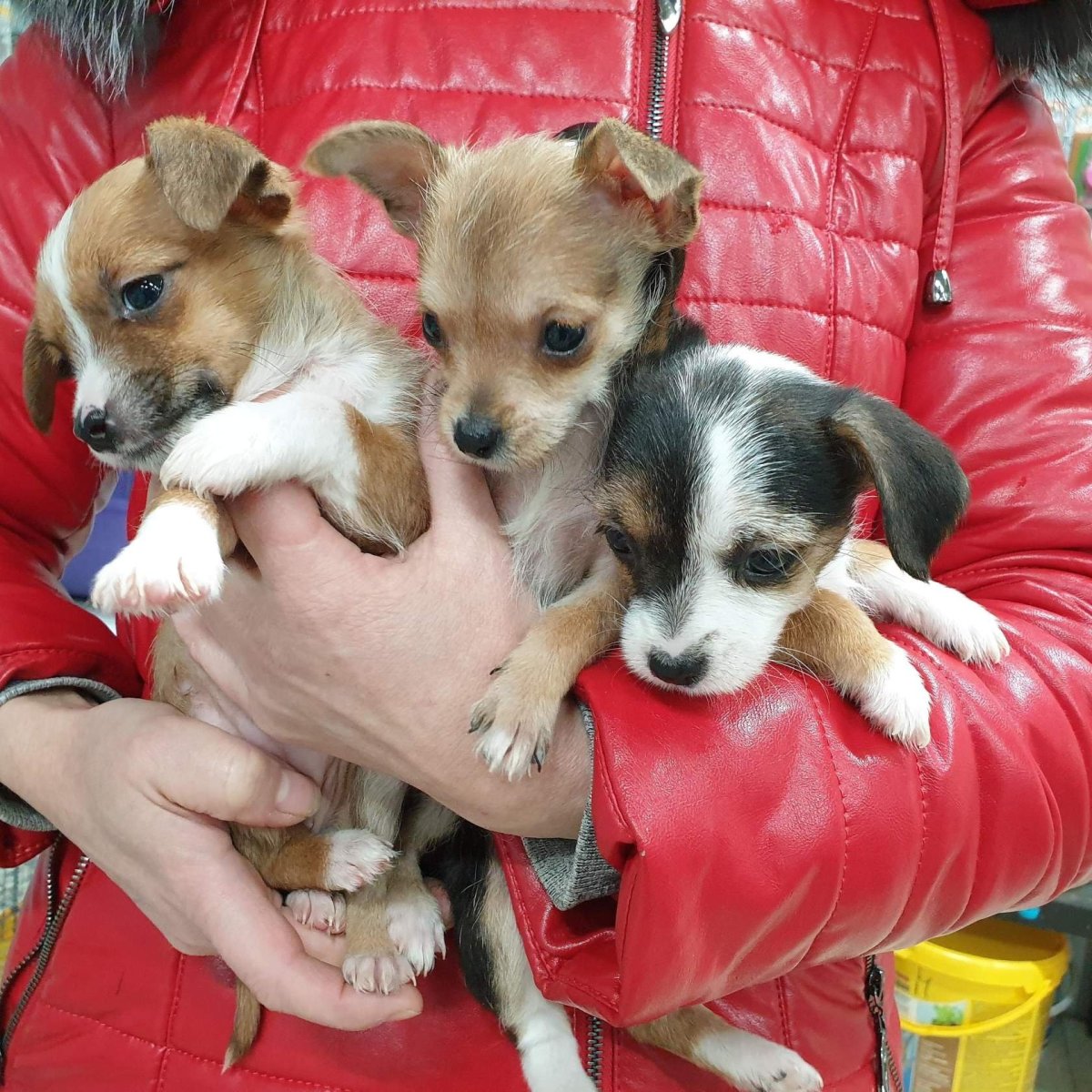 Животные в зоомагазине Дилижанс в Александрове