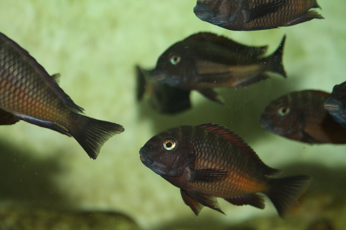 Паратиляпия поллени