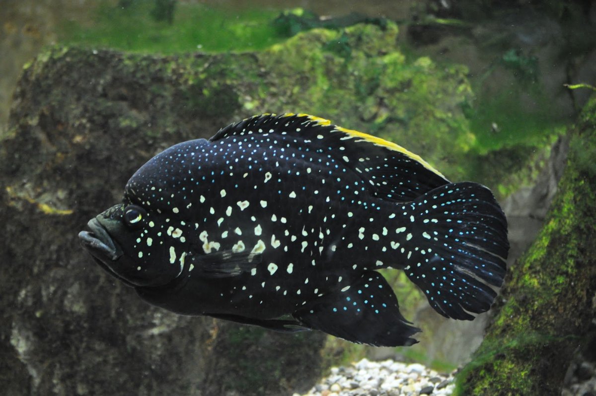 Рыбка тиляпия Мозамбикская