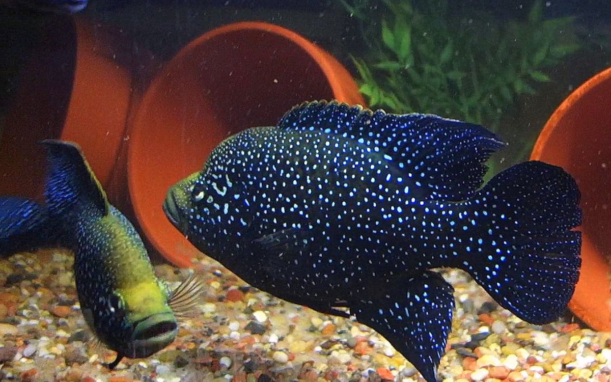 Рыба тиляпия Мозамбика