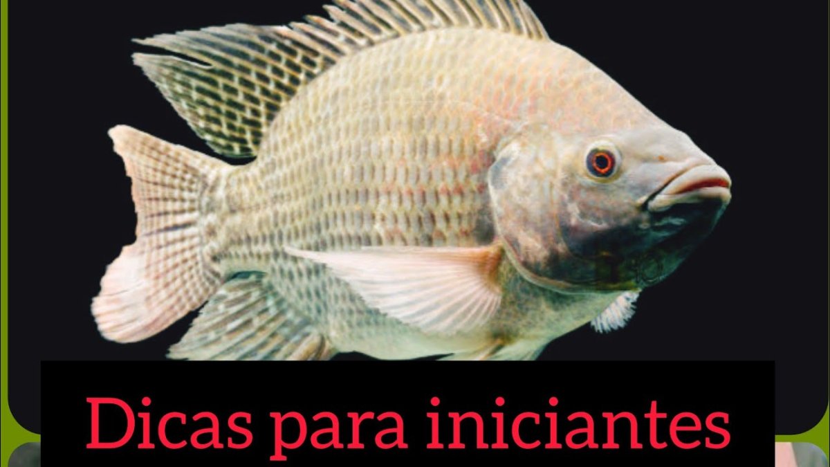 Oreochromis niloticus рыба