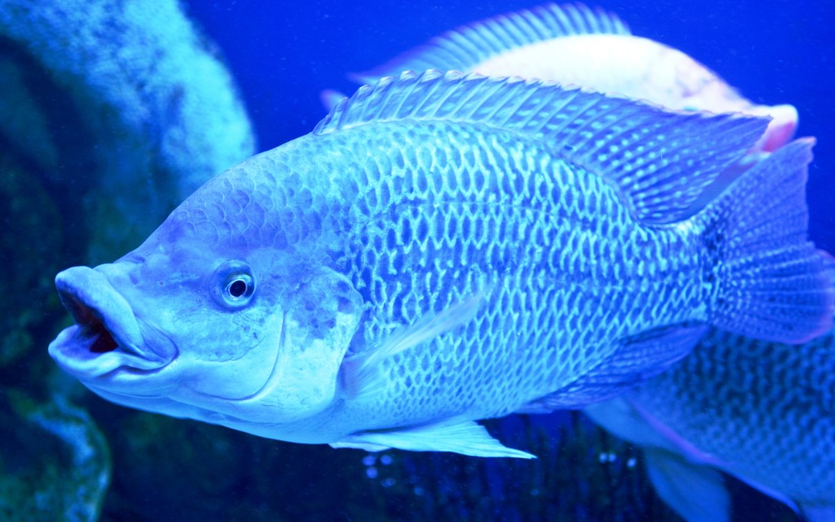 Рыба красная тилапия