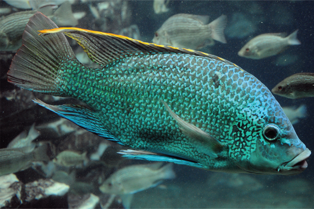 Ореохромис танганьикский