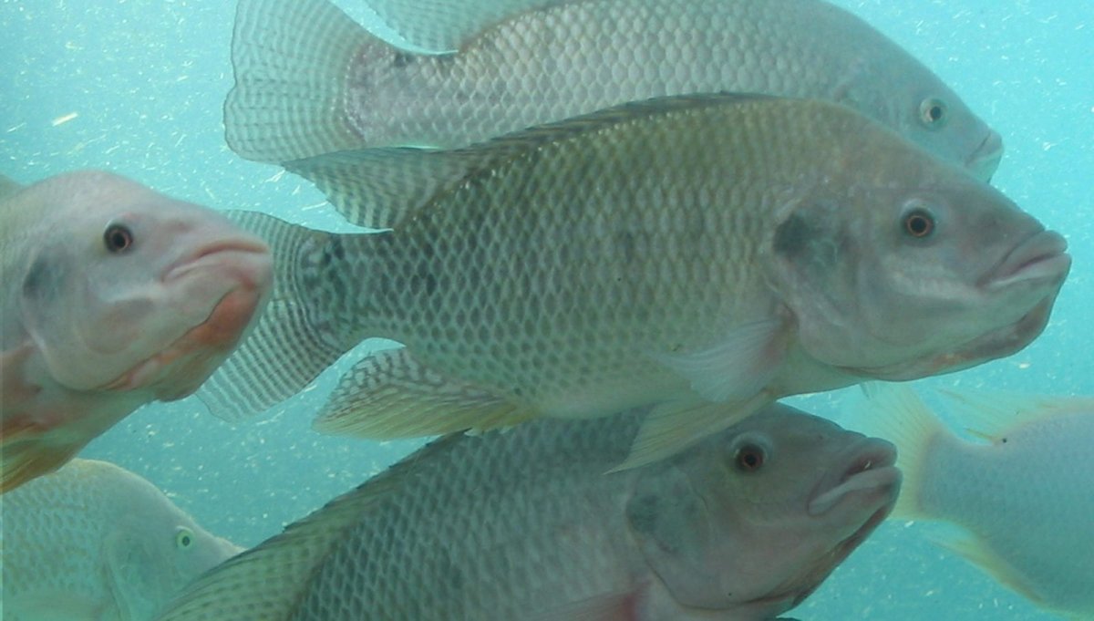 Рыба Нильская тиляпия