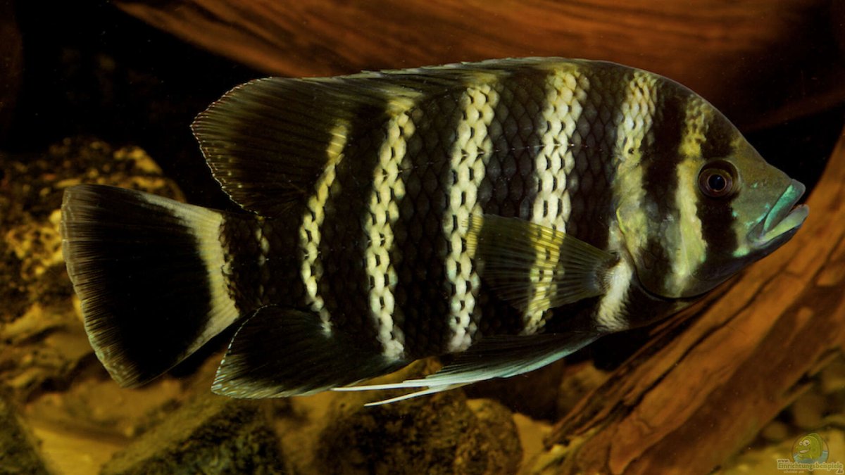 Паратиляпия поллени