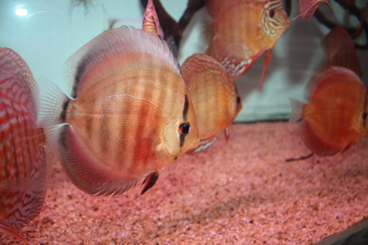 Красная тилапия