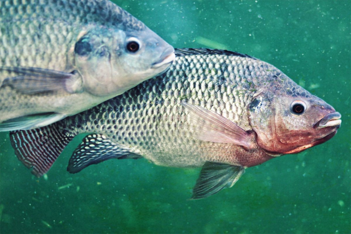 Тилапия аквариумная рыбка