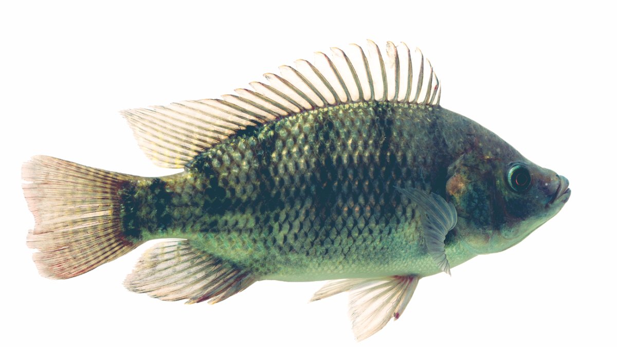 Тилапия аквариумная рыбка