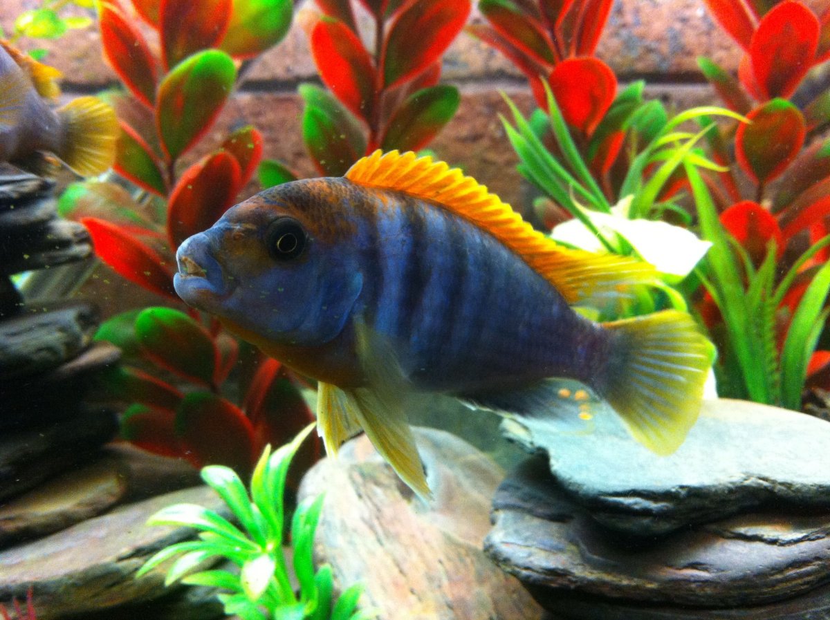 Тиляпия Буттикофера