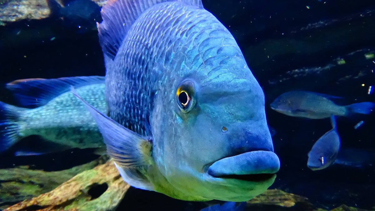 Тиляпия Лоука