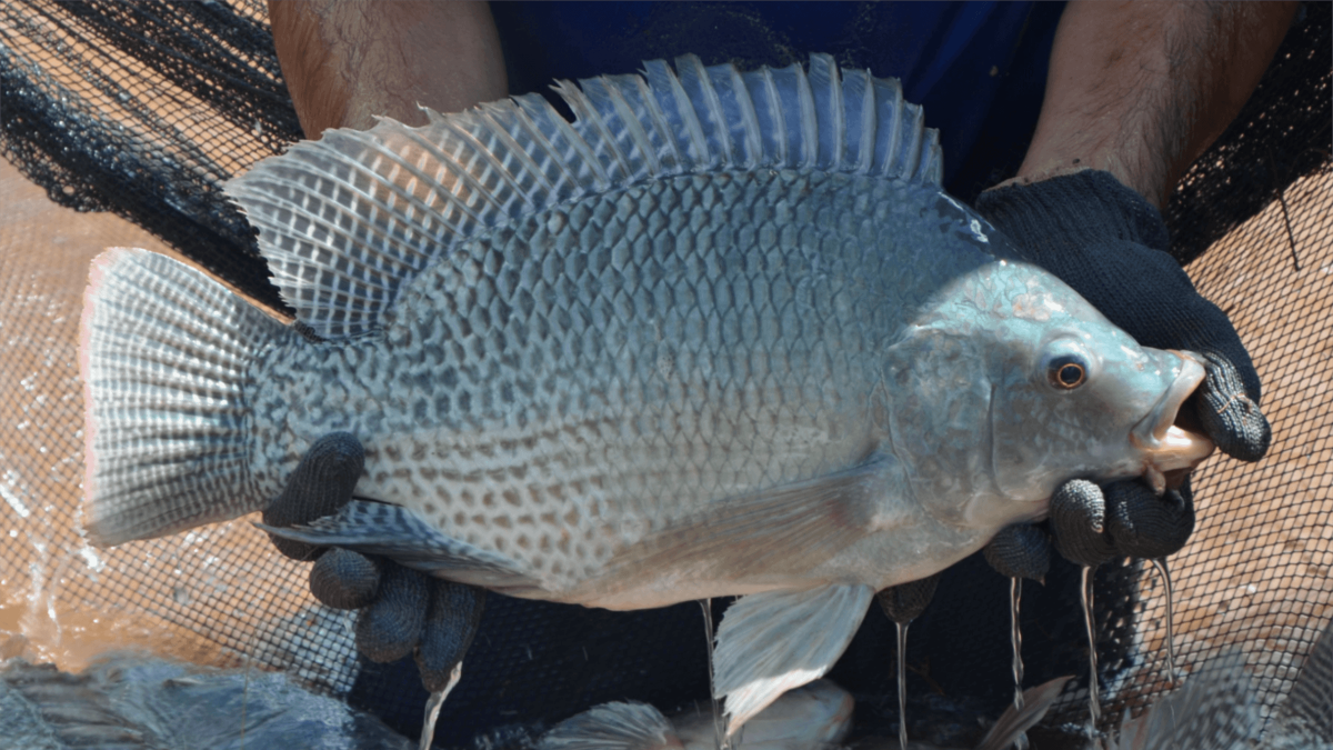 Тиляпия зебровая