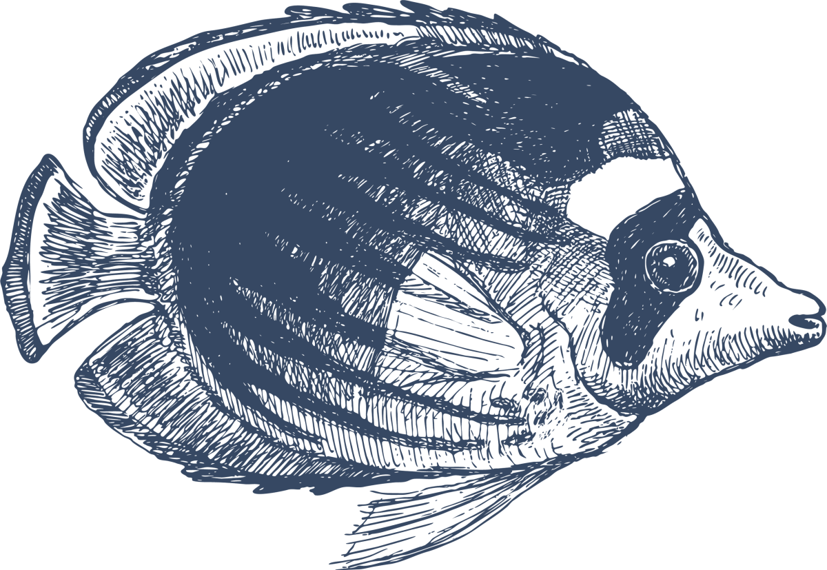 Тиляпия Тимирязевской породы