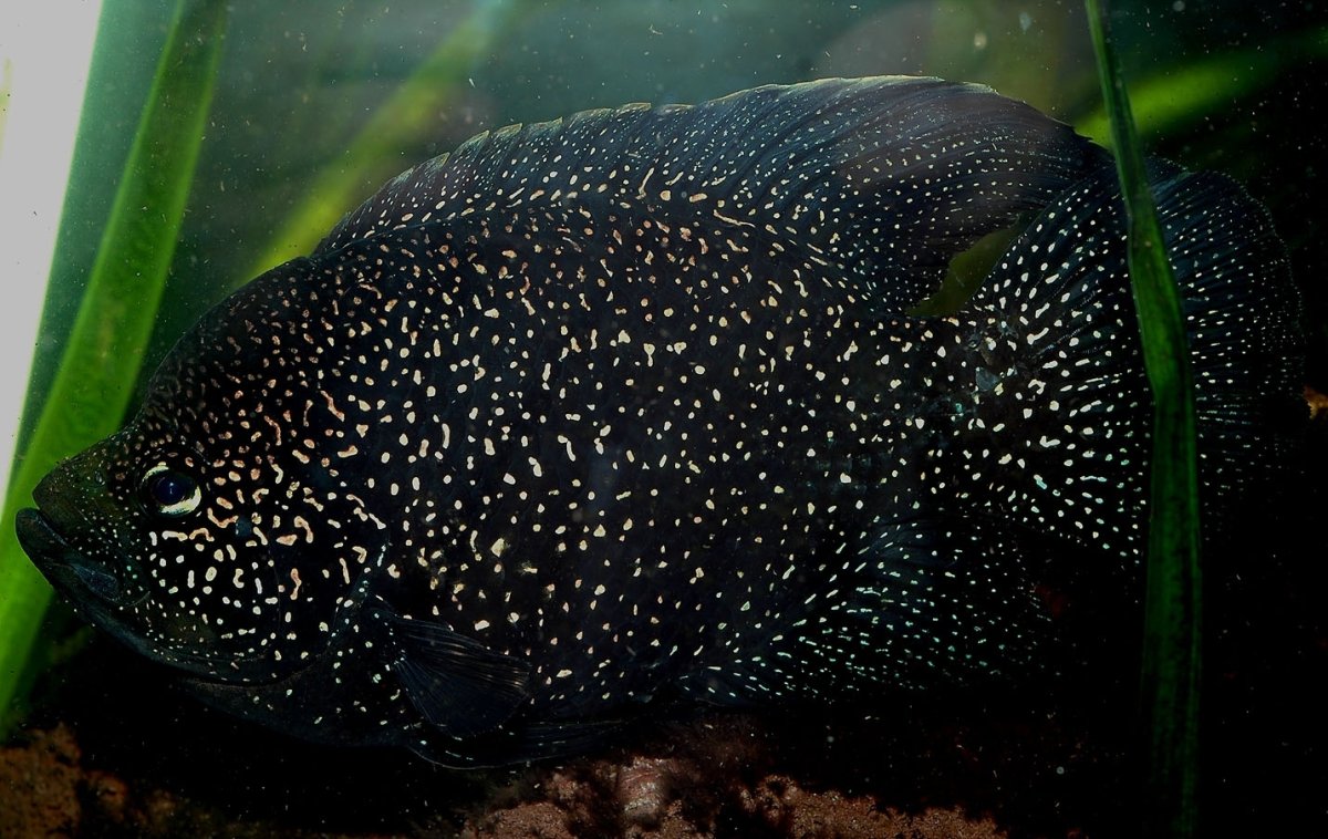 Рыба Нильская тиляпия