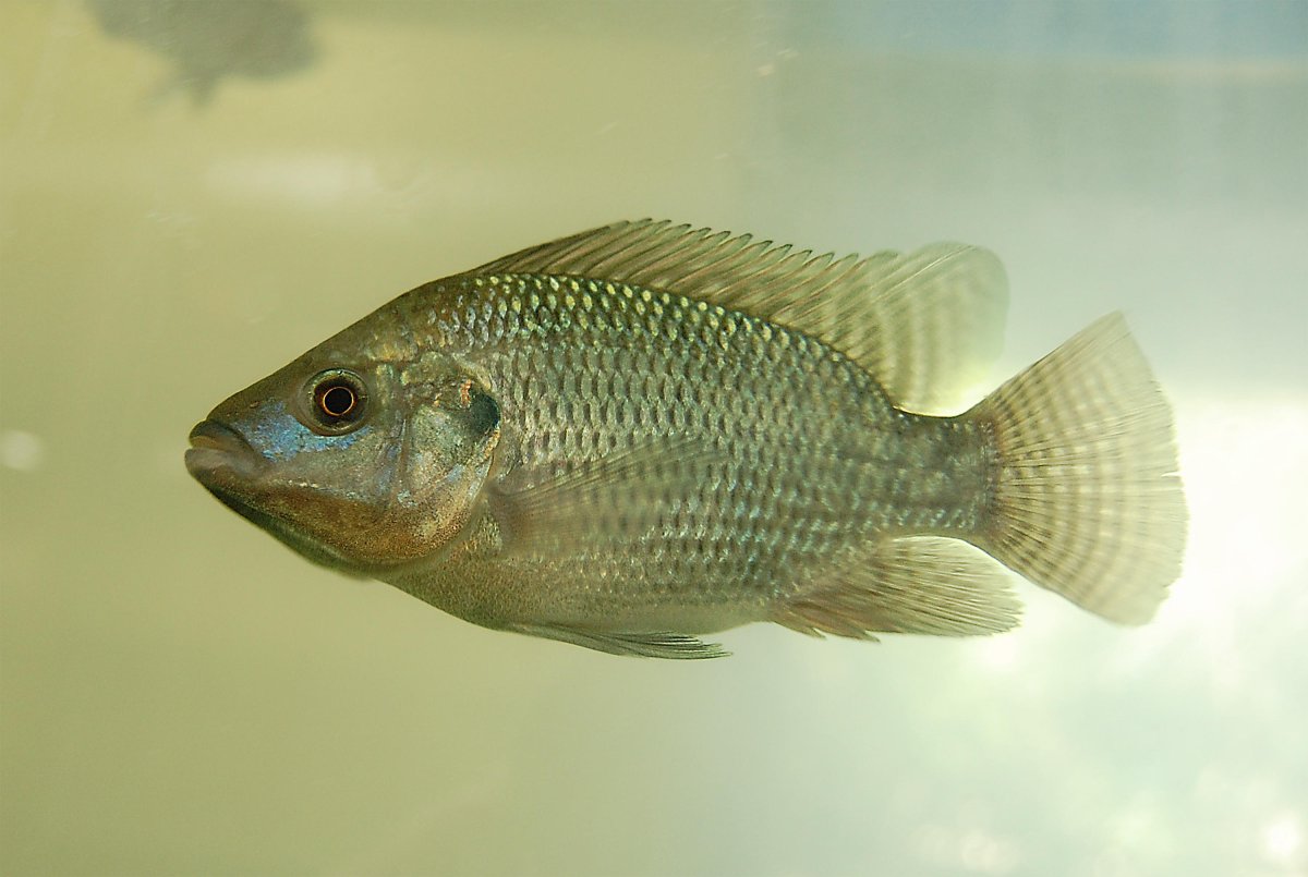 Рыба Нильская тиляпия