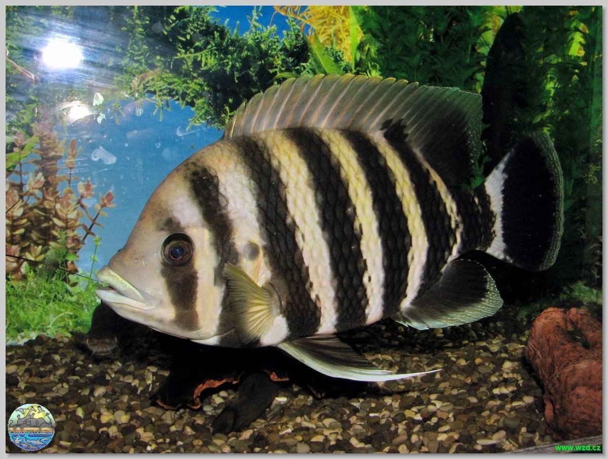 Зебровая тиляпия рыбка