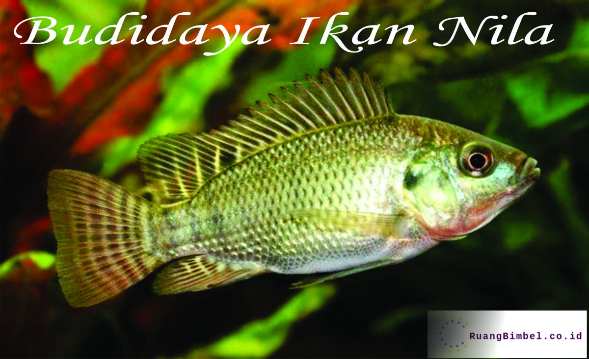 Нильская тиляпия Oreochromis niloticus