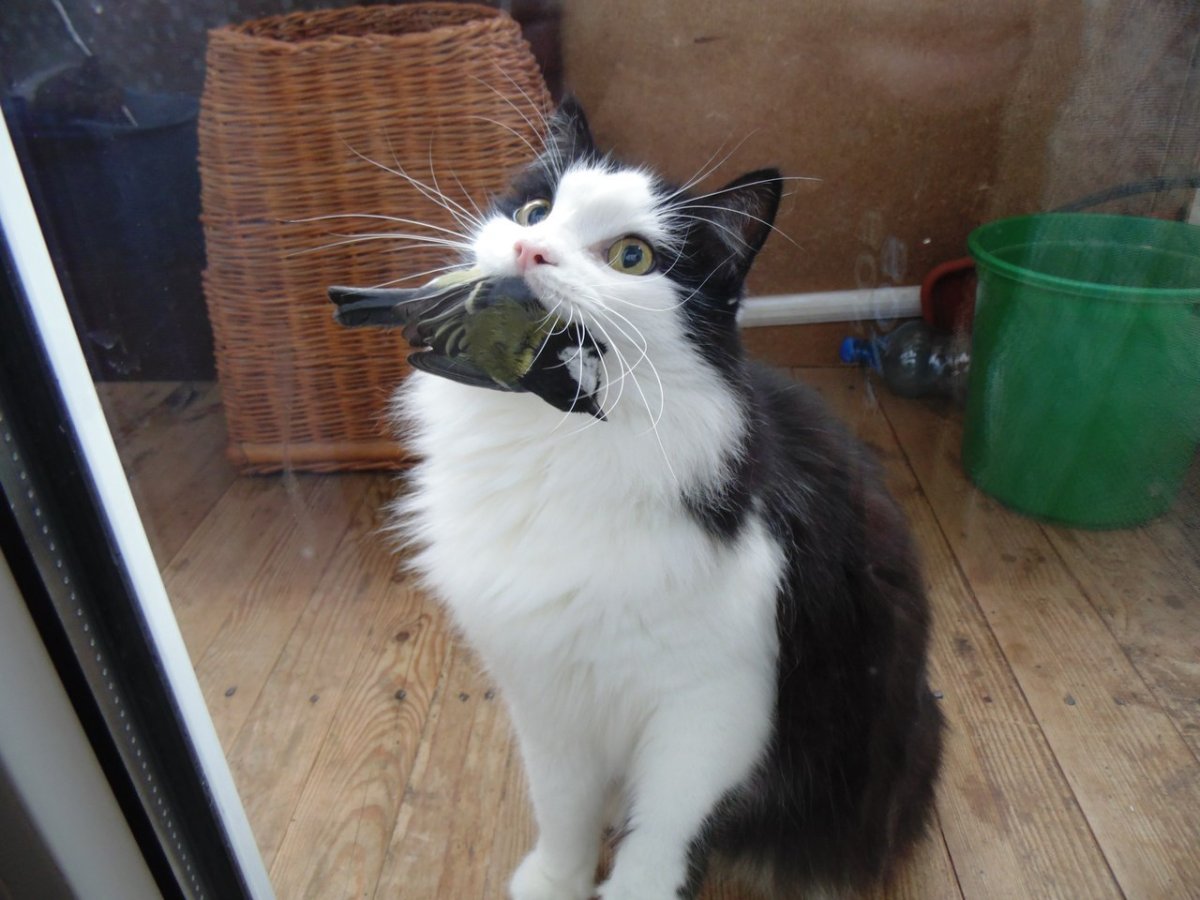 Дворовой котик мышами