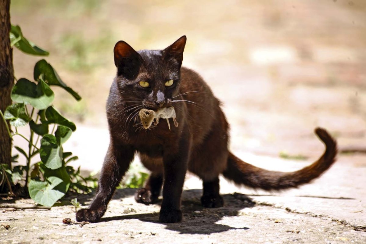 Кот принес мышь