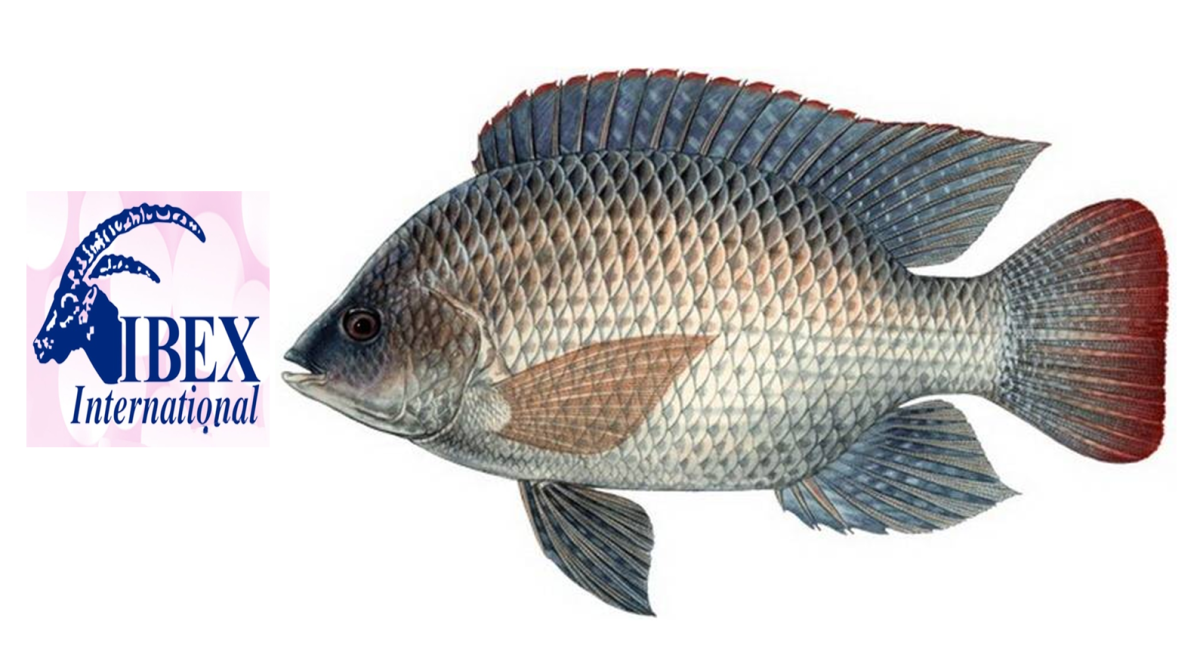 Oreochromis mossambicus
