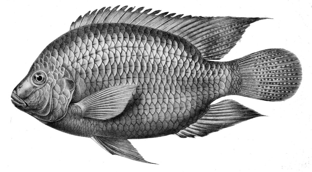 Tilapia zillii